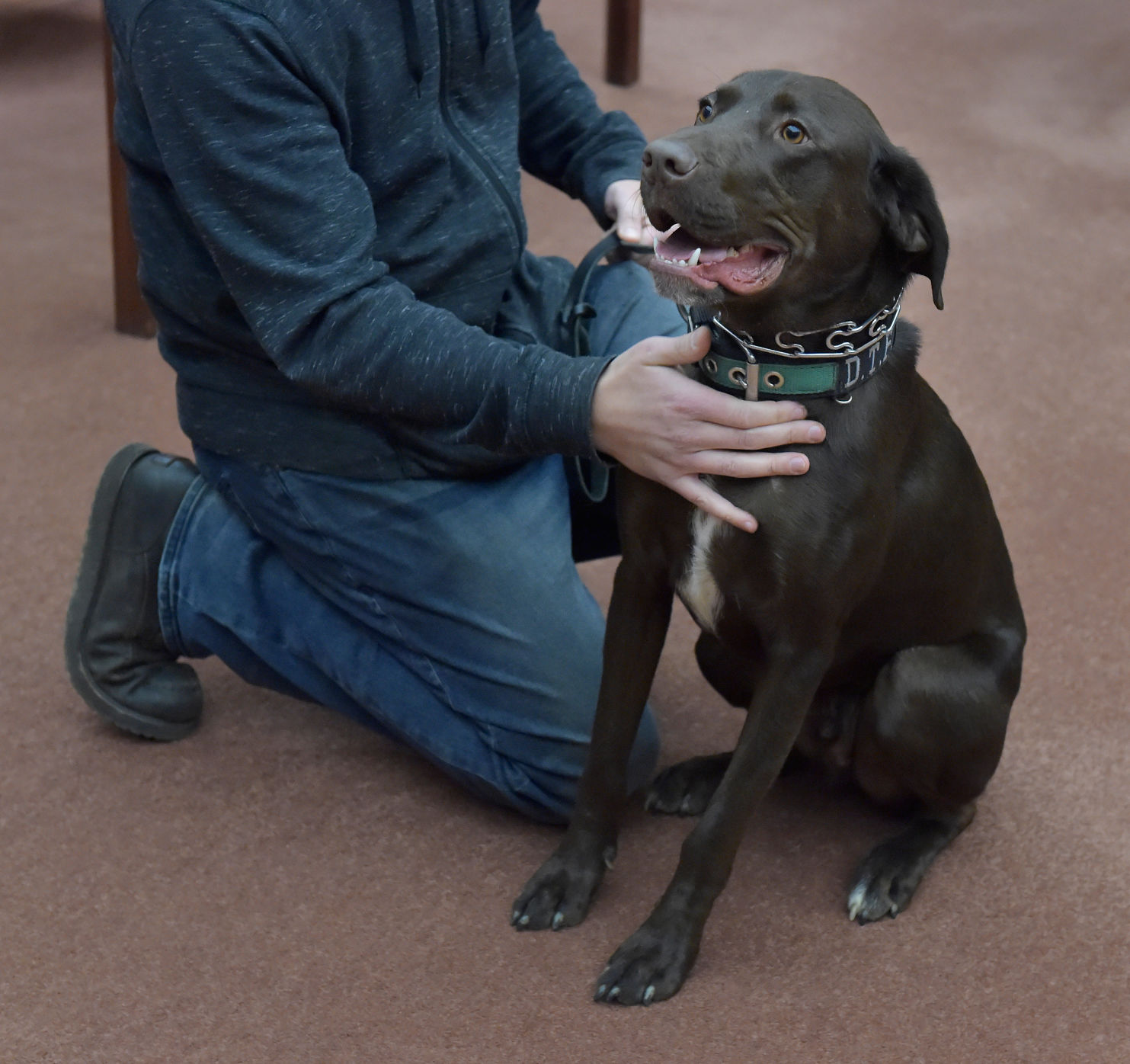 BEAR K-9 Dog 6.jpg